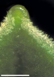 Veronica elliptica. Close-up of glabrous plicate-mucronate leaf apex and densely hairy leaf margins. Scale = 1 mm.
 Image: W.M. Malcolm © Te Papa CC-BY-NC 3.0 NZ